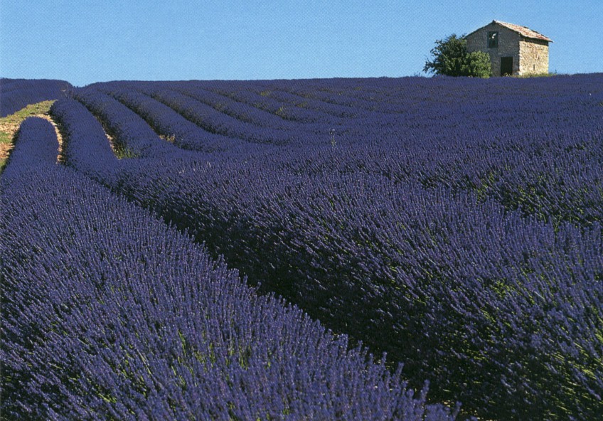 Lavender fields of Provence